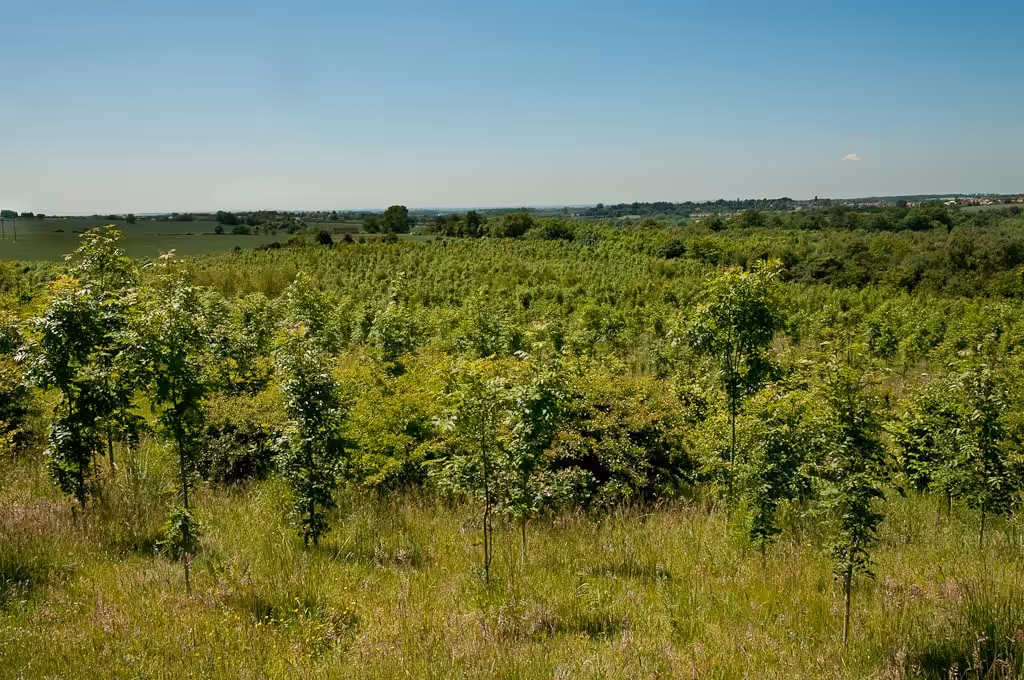 Environment Willesley after planting min 1