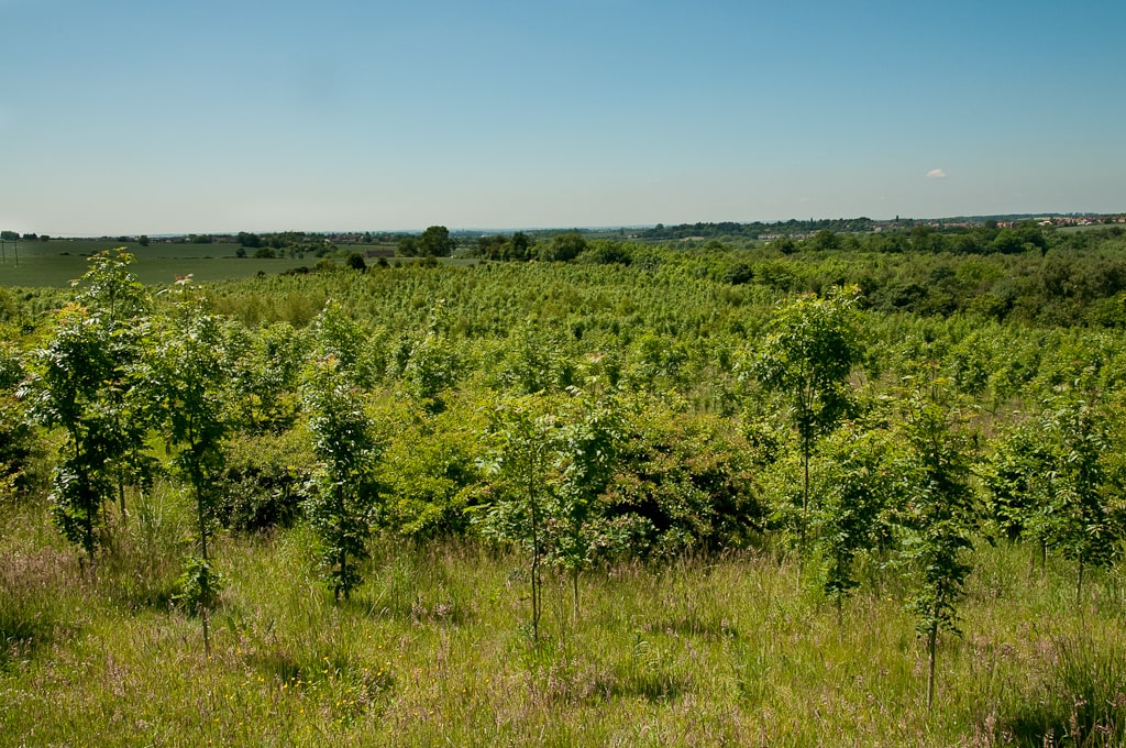 Environment Willesley after planting min 1